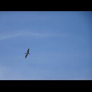 Ein Brillenpelikan